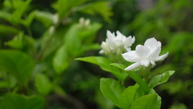 White Jasminum Sambac (Arabian Jasmine) flower is blooming on a green tree. White and green flower closeup background. 4k video.