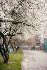 Full bloom cherry-blossom road view. Cherry blossoms and an old concrete path with fences