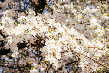 Wild cherry flowers blooming in spring. Wild cherry blossoms with white flowers against a blue sky. Delicate flowers of wild cherry