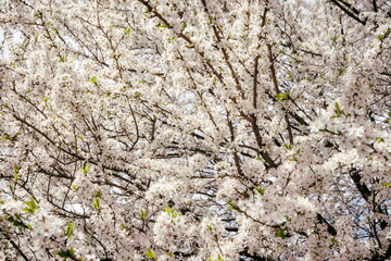 Wild cherry flowers blooming in spring. Wild cherry blossoms with white flowers against a blue sky. Delicate flowers of wild cherry