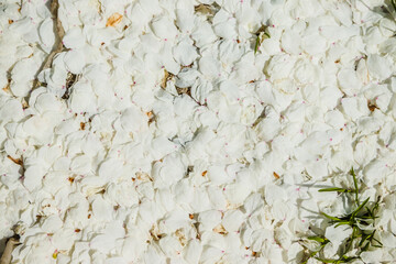 White petals of cherry blossoms on the ground. Cherry blossom. Petals falling on the ground in spring for background