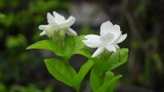 White Jasminum Sambac (Arabian Jasmine) flower is blooming on a green tree. White and green flower closeup background. 4k video.