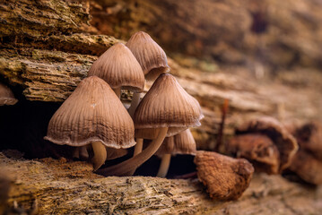 A close up view of a cluster of tiny mushrooms growing on a piece of old log