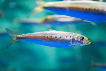 Fototapeta premium マイワシ