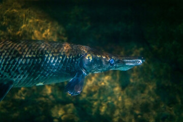 アリゲーターガー