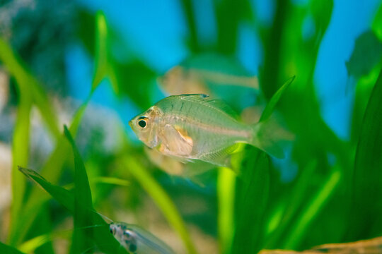 Indian Glassy Fish Images Browse 41 Stock Photos Vectors And Video Adobe Stock