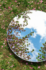 nature and flora concept - close up of cherry tree blossoms reflection in round mirror on ground in spring garden