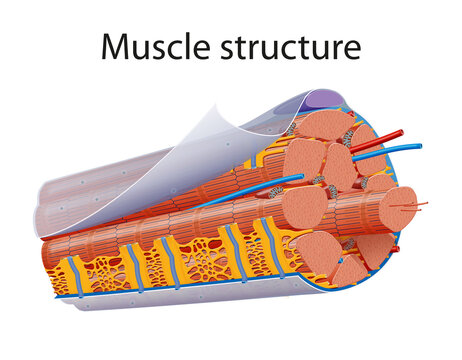 Illustration of Structure Skeletal Muscle Anatomy