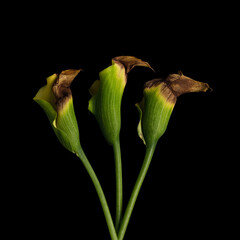 withered calla flowers on black background