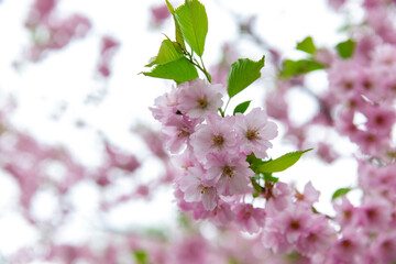 nature, botany and flora concept - close up of blooming branch with cherry blossoms in spring garden