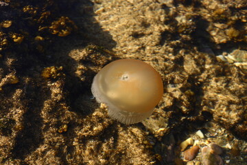 Obraz na płótnie Canvas A small jellyfish swimming in shallow pools during low tide at Witsand, Western Cape, South Africa.