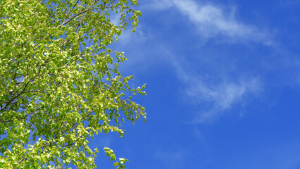 Fototapeta premium Juicy green birch leaves against the sky, on a bright sunny day. Summer sunlight in birch foliage. Clouds on the blue sky.