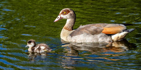 A female Egyptian Goose with its young duckling swimming past with the duckling in front