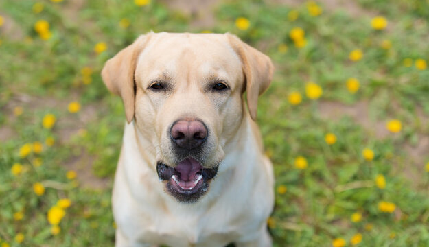 Closeup portrait of a labrador retriever dog