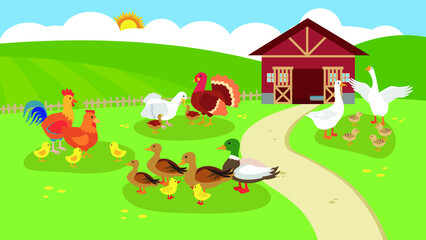 Ducks, chickens, turkeys and geese graze on the farm