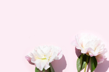close up of light pink peony flower heads on a pastel pink background