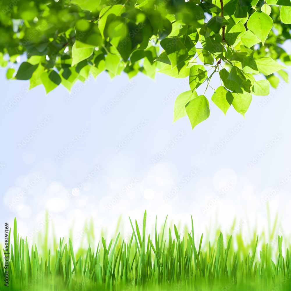 Poster tree branch with leaves in front of blue sunny sky
