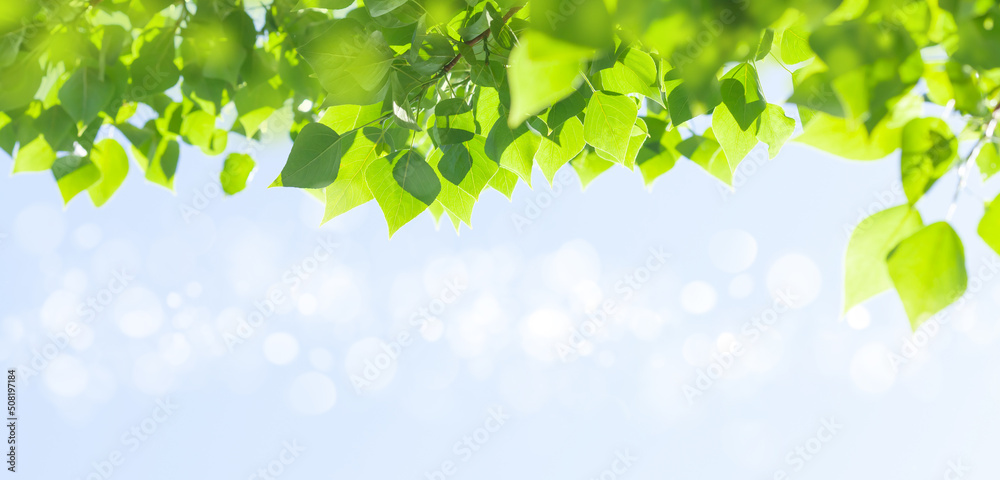 Poster Tree branch with leaves in front of blue sunny sky