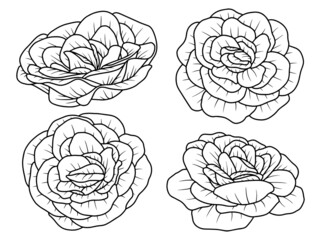 Hand drawn flower sketch line art illustration