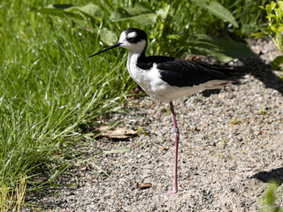 The Black Necked Stilt, Himantopus mexicanus, stands on one leg and looks around.