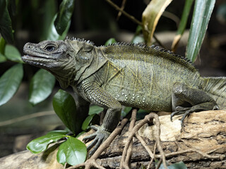 The male Amboina Sail Finned Lizard, Hydrosaurus amboinensis, sits on a trunk on the water and looks around.