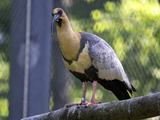 The Black-faced Ibis, Threskiornis melanopus, stands tall on a branch.