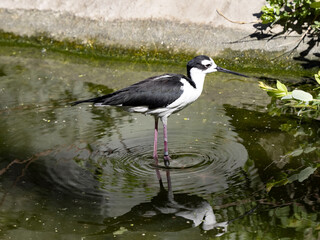 The Black Necked Stilt, Himantopus mexicanus, looking for food in the water.