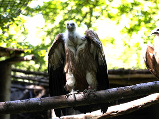 The Eurasian Griffon Vulture, Gyps fulvus, sits on a tall branch.