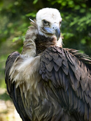 A portrait of a Cinereous vulture, Aegypius monachus, observes the surroundings.