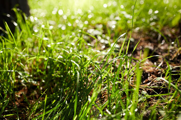 nature and flora concept - close up of green grass in summer