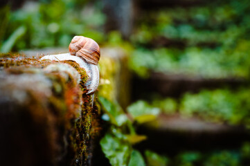Roman snail, also known as Helix pomatia or Bugandy, outdoor on concrete ground covered in moss