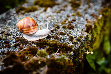 Roman snail, also known as Helix pomatia or Bugandy, outdoor on concrete ground covered in moss