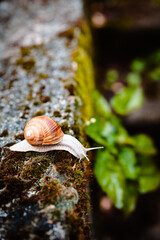 Roman snail, also known as Helix pomatia or Bugandy, outdoor on concrete ground covered in moss