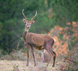 A young male deer stares intently to camera 