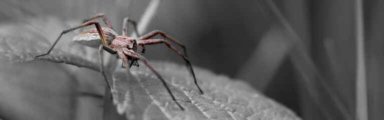 Gros plan araignée macro sur une feuille