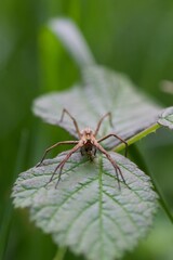 Gros plan araign&eacute;e macro sur une feuille