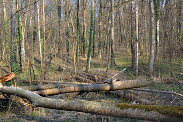 fallen trees in the forest