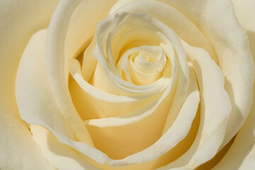 Macro white rose