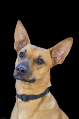 Print ready dog photos, great for magazines, advertising etc.
@f.dimarcantoniophoto