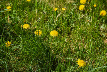 .Weeds in the meadow, dandelion blooming in the summer grass in the meadow.