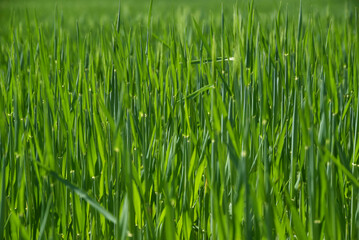 Obraz premium The texture of green grain growing in the sun.