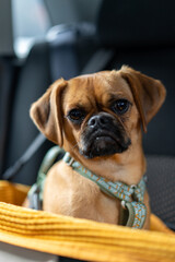 puppy dog sitting in dog car seat looking very cute