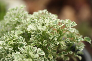 Leaves of natural plant with beautiful white patterns