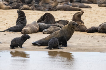 Cape fur seal, Arctocephalus pusillus pusillus, family with babies on a beach in Namibia
