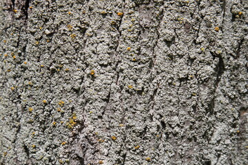 The texture of the bark of an old tree. Gray natural background.