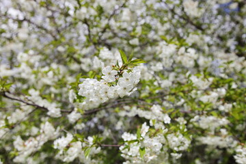 White cherry of the European tree in spring. Cherry in full bloom close-up.
