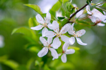 ズミの花