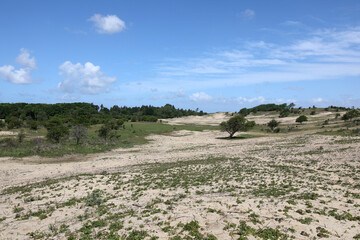 Fototapeta na wymiar Kennemer Duinen Holland