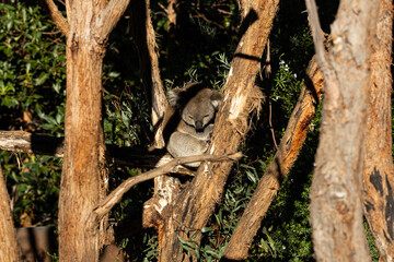A koala scientific name Phascolarctos cinereus sitting in a tree on a sunny day in an Australian wildlife sanctuary