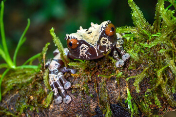 white-brown masked forest frog sitting on a log
